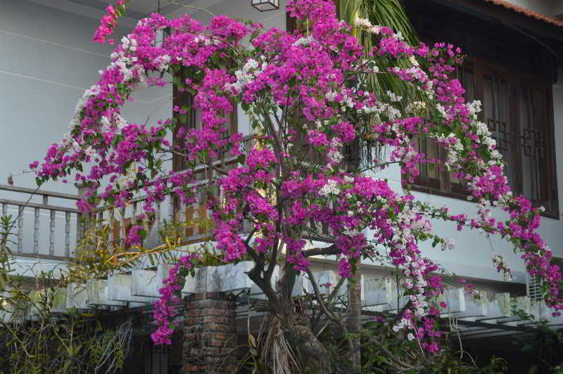 The Hoi An Orchid Garden Villas Bagian luar foto