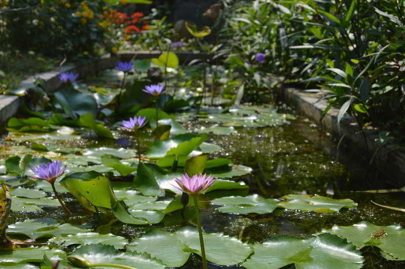 The Hoi An Orchid Garden Villas Bagian luar foto